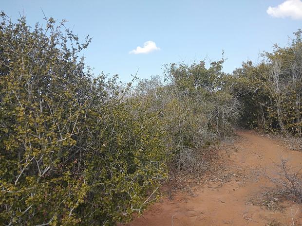 Malindi 4 Acres Land - thumbnail 3