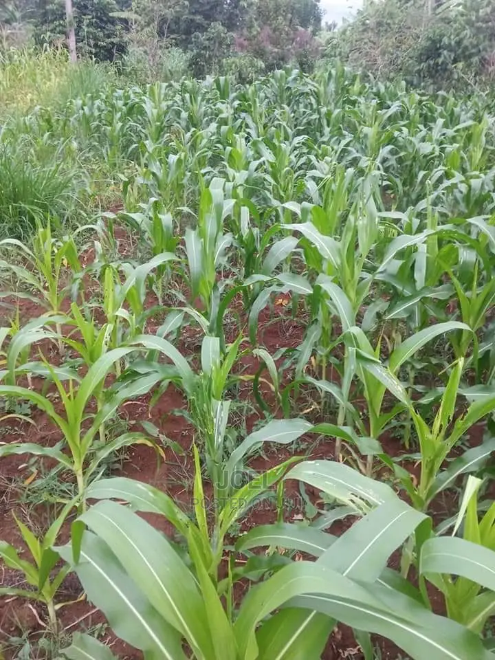 Langa Langa 2 Acres Land