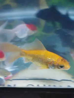 Orange Goldfish