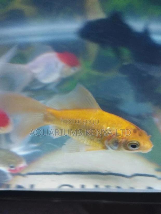 Orange Goldfish - main view