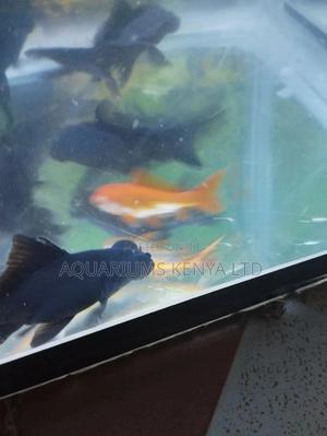 Blackmoores Goldfish - thumbnail 2