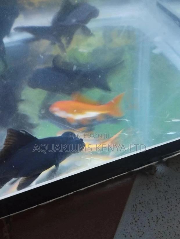 Blackmoores Goldfish - main view