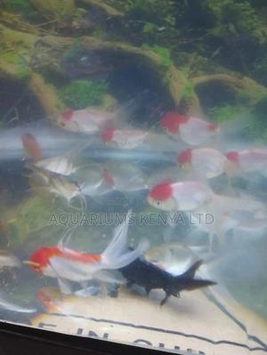 Redcups Community Fish - thumbnail 2