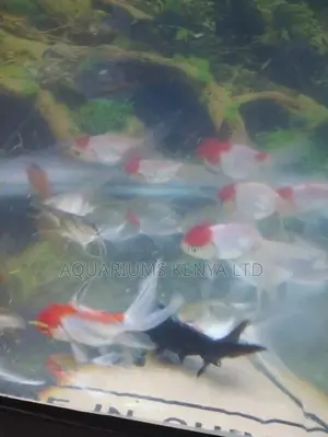 Redcups Community Fish
