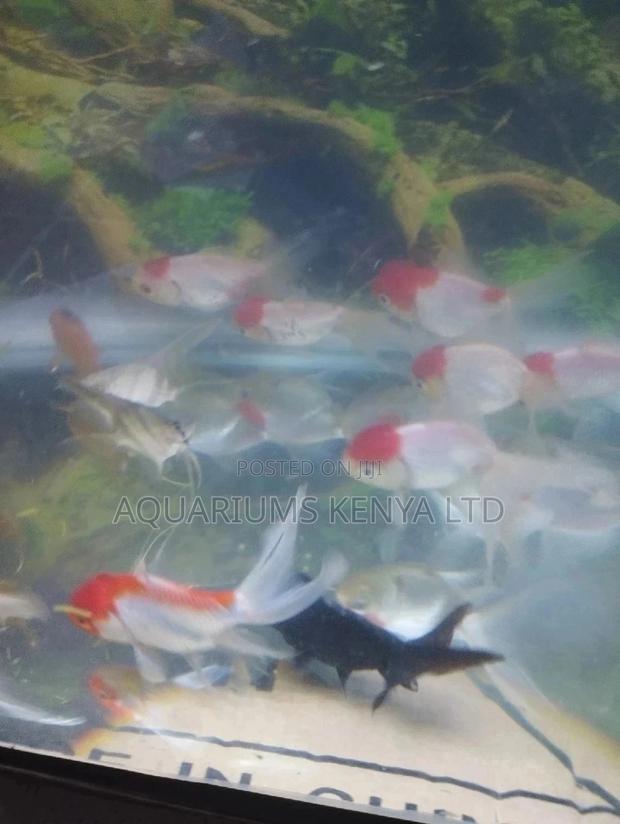 Redcups Community Fish - main view