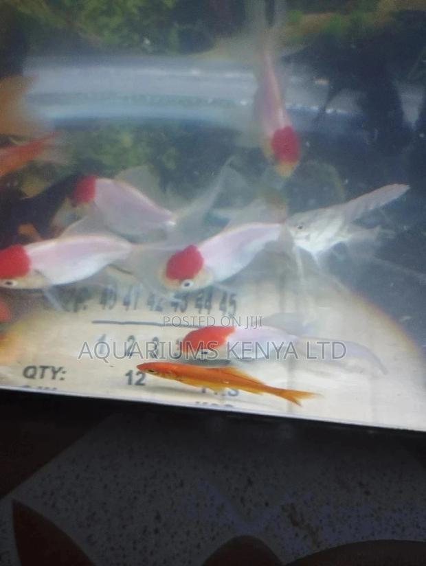 Aquarium Redcups Fish - main view