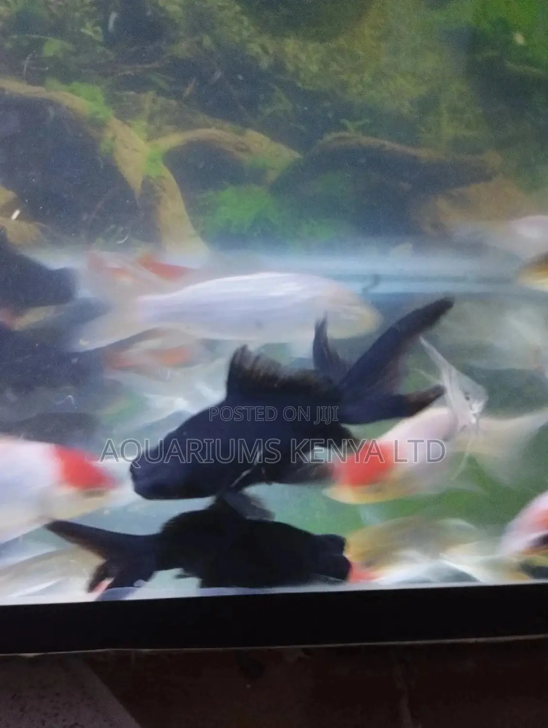 Tropical Blackmoores, Aquarium Fish