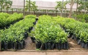 Tree Seedlings on Sale - main view