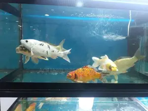 Big Aquarium Khoi Fish