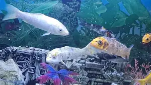 Koi Fish 10-12"Aquarium Fish