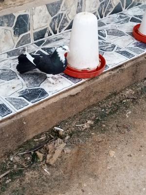 Selling Pigeon Different Types at Good Price - thumbnail 2