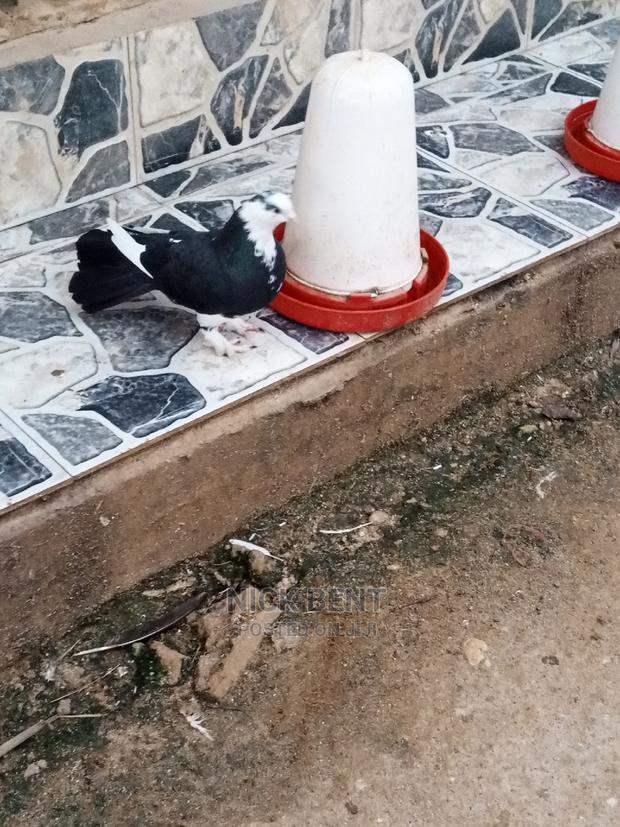 Selling Pigeon Different Types at Good Price - main view