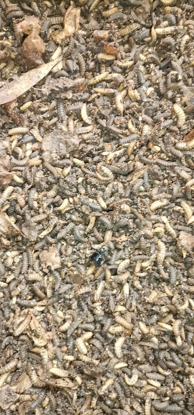 Black Soldier Fly - main view