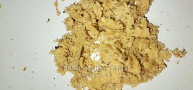 Black Soldier Fly - thumbnail 6