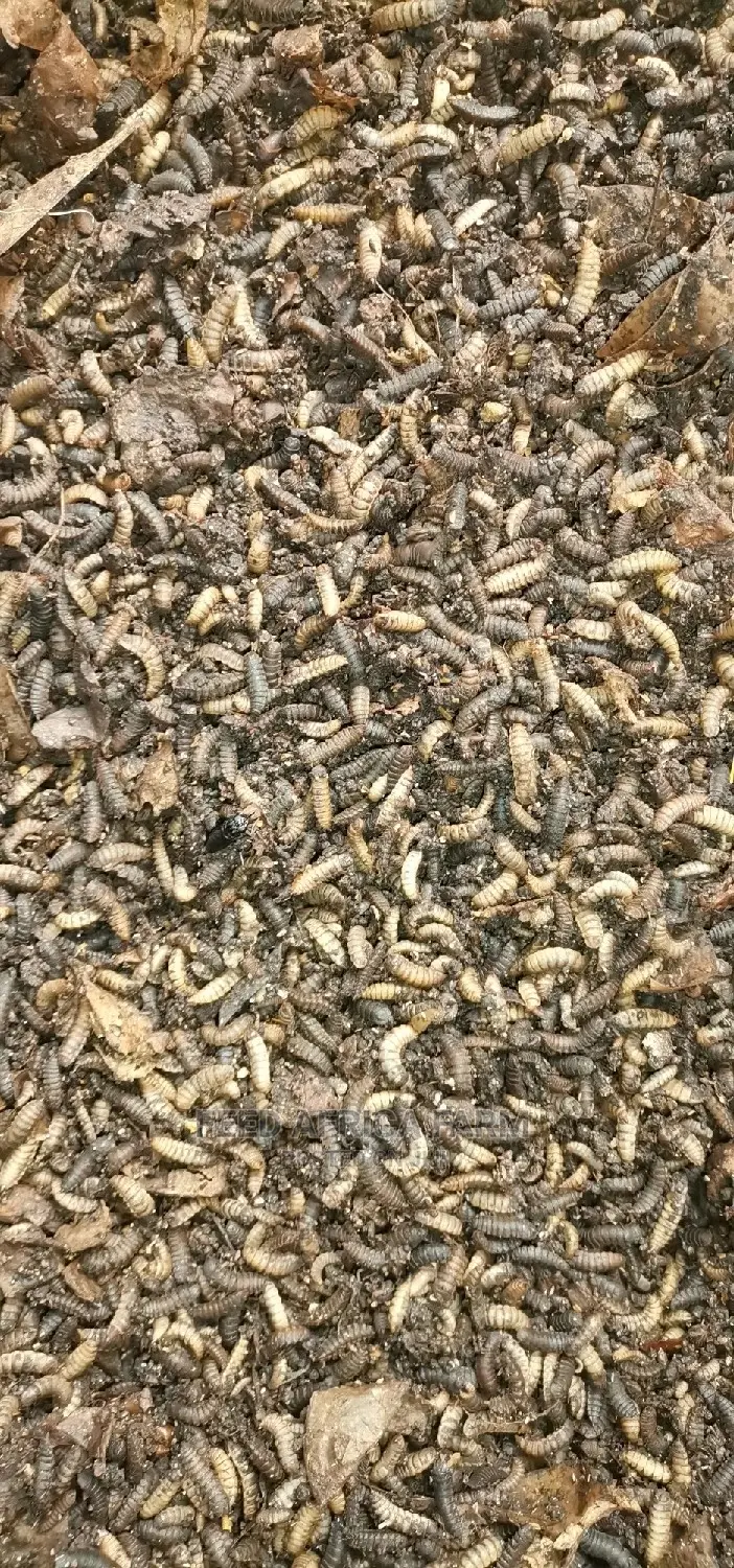Black Soldier Fly