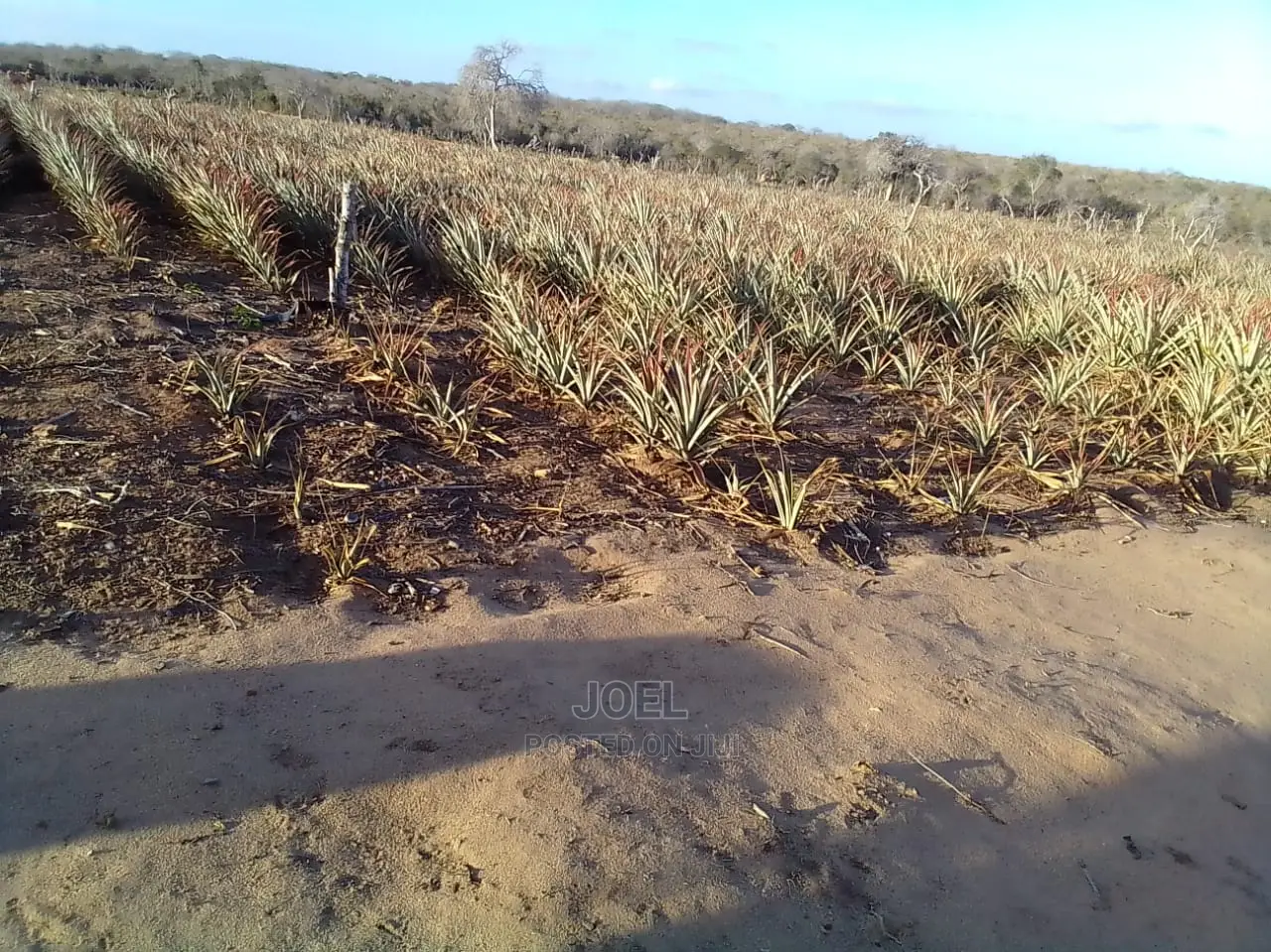 Malindi 12 Acres Land for Sale