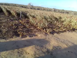 Malindi 12 Acres Land for Sale
