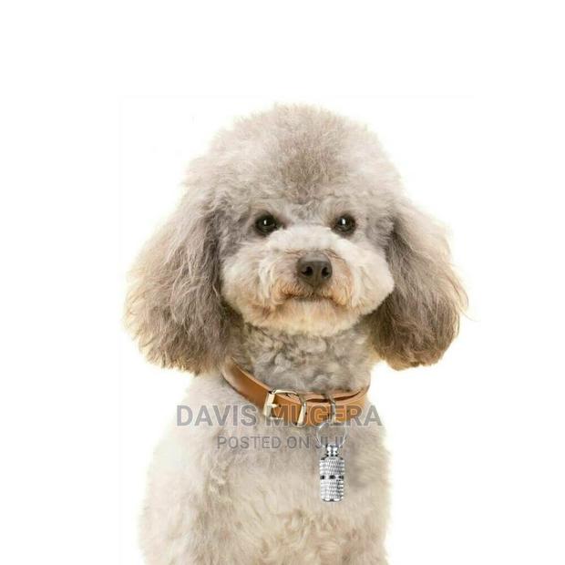 Waterproof Pet Dog Cat Name ID Tag Capsule - thumbnail 4