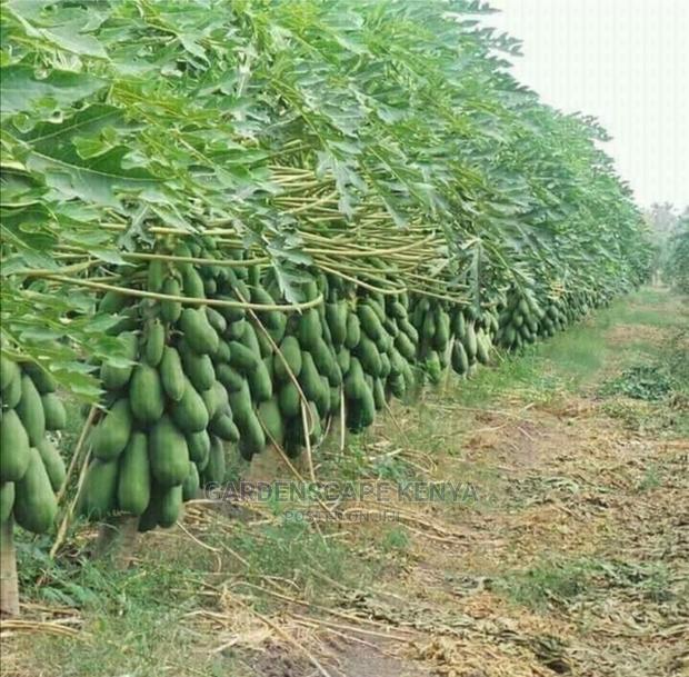 Malkia F1 Pawpaw Seeds 1gram for Sale