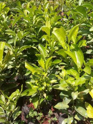 Lemon Seedlings - thumbnail 2