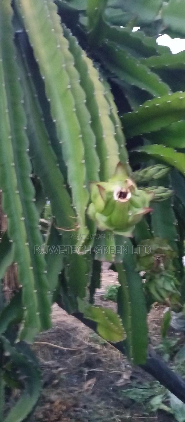 Dragon Seedlings - main view