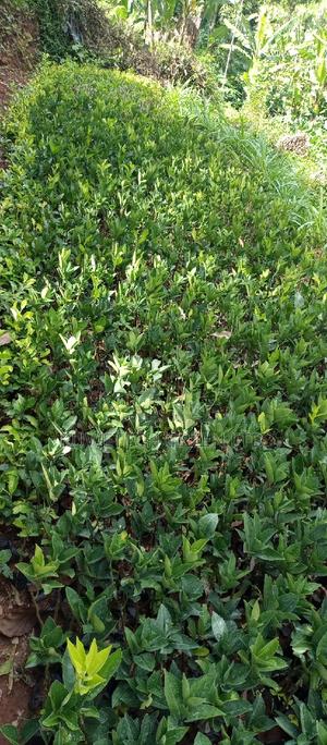 Seedless Oranges - thumbnail 2