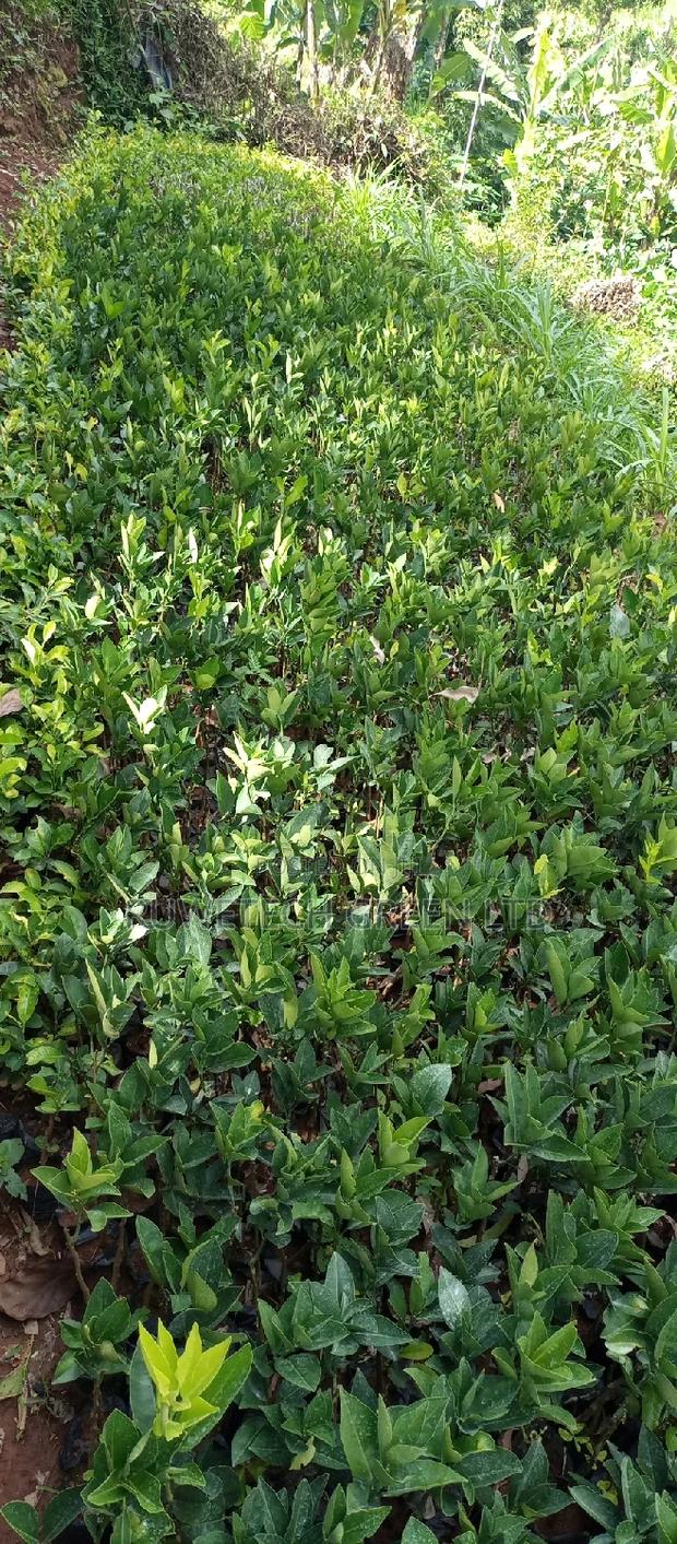 Seedless Oranges - main view