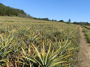 Malindi 40 Acres Fertile Land