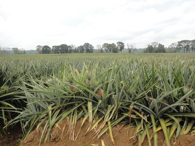 Malindi 40 Acres Fertile Land - main view