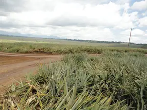 Malindi 55 Acres Land On Sale