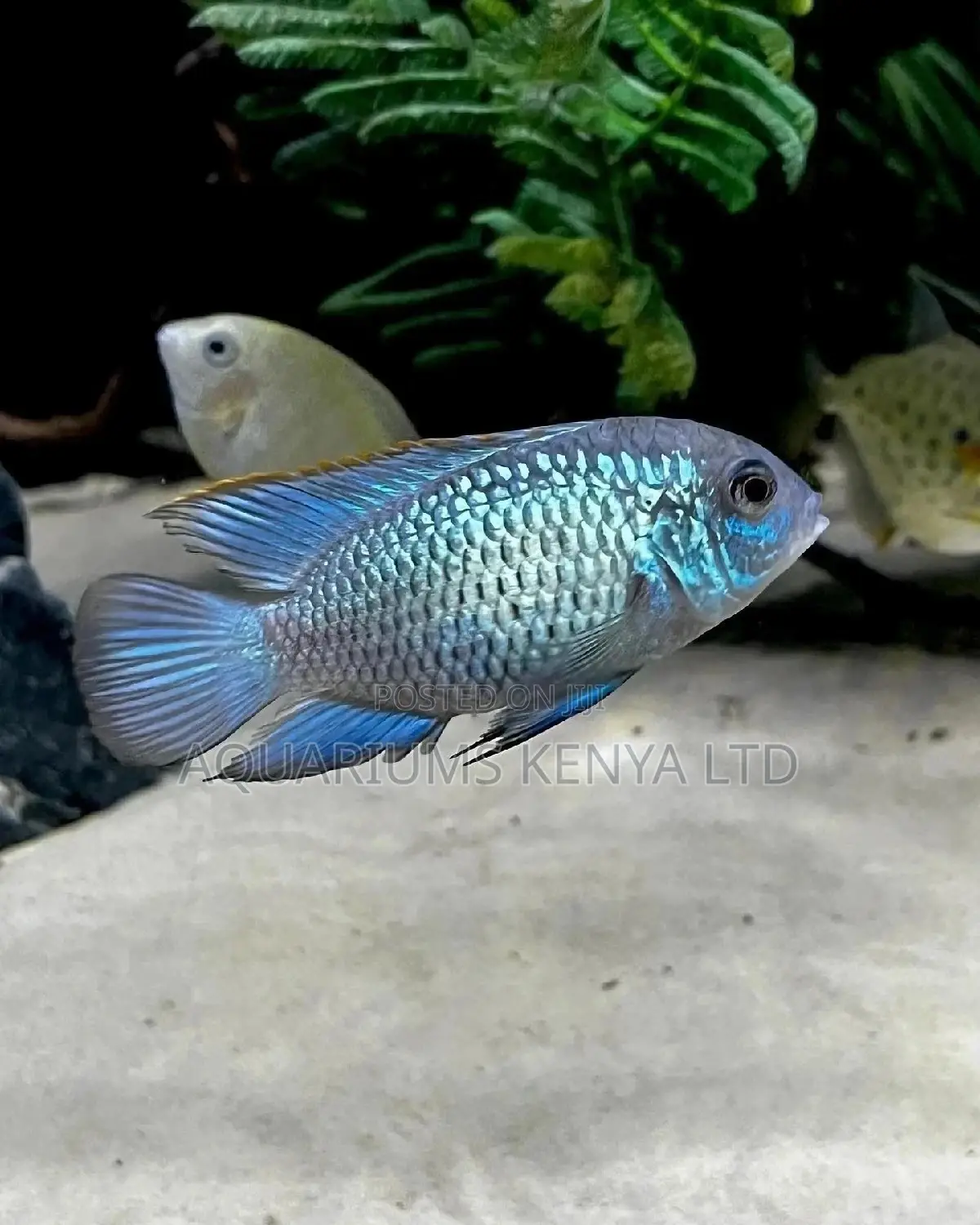 Electric Blue Acara , Venezuelan Cichlid