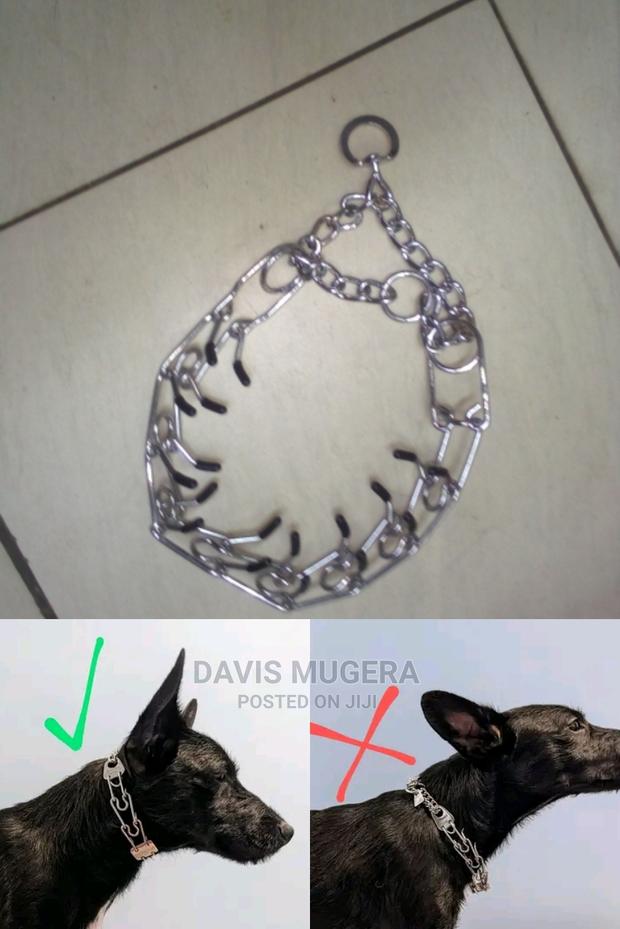 Dog Training Pinch Collar - thumbnail 3