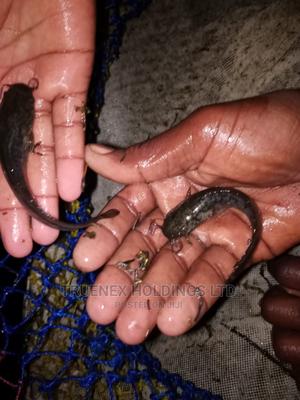 Catfish Fish Fingerlings on Sale