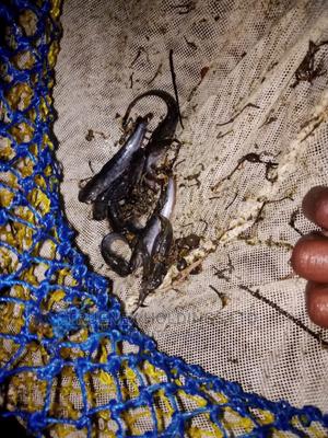 Kenya Fish Fingerlings Sale - main view