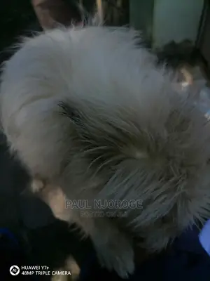 Professional, Certified Dog Groomer.