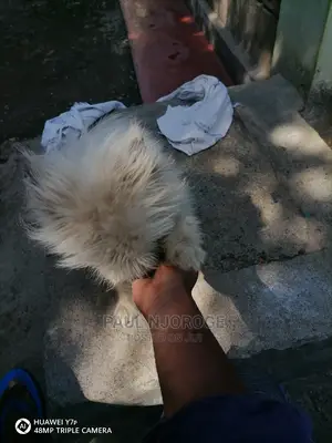 Professional, Certified Dog Groomer.