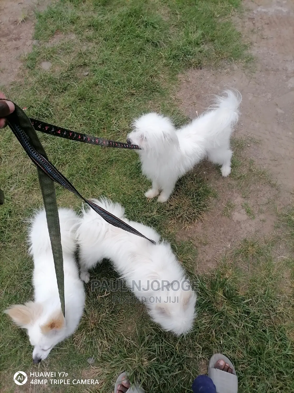 Professional, Certified Dog Groomer.