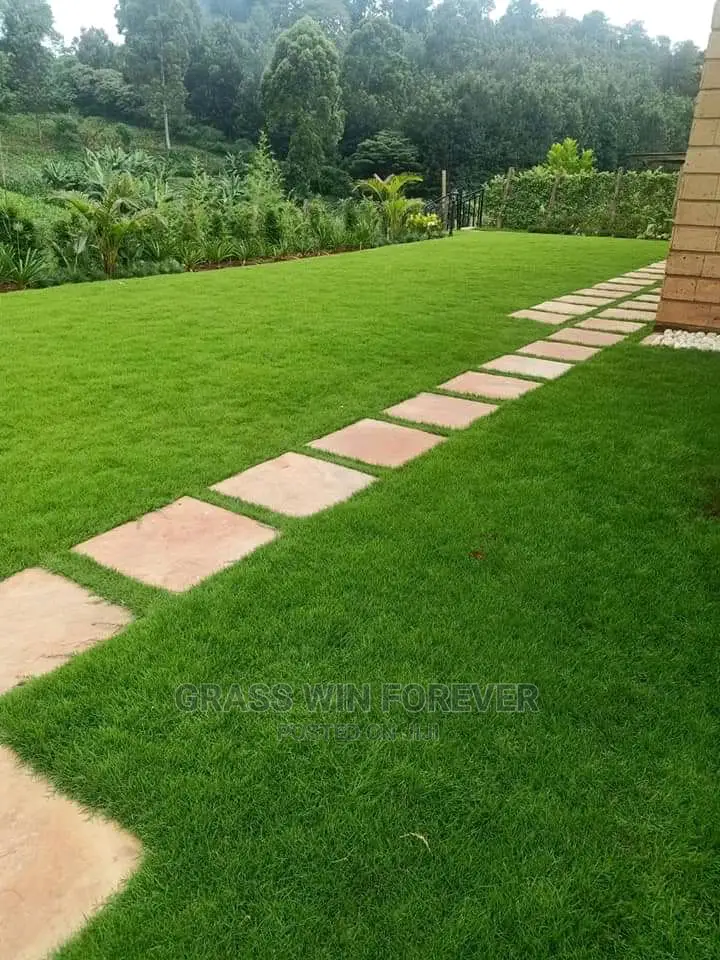 Arabic Grass Pemba Green Zibabwe Capet Grass Is Available