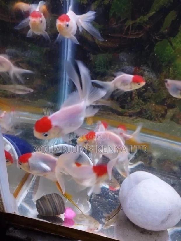 White and Redcup Goldfish, Aquarium Fish - main view