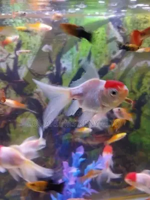 Red Head, Redcups Goldfish, Aquarium Fish