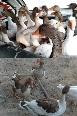 Goose and Gander Pair for Sale