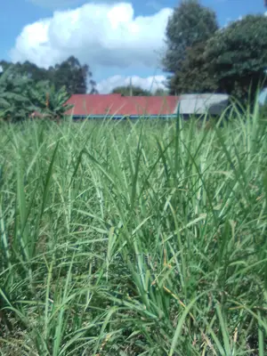 Thara,Napier Grass