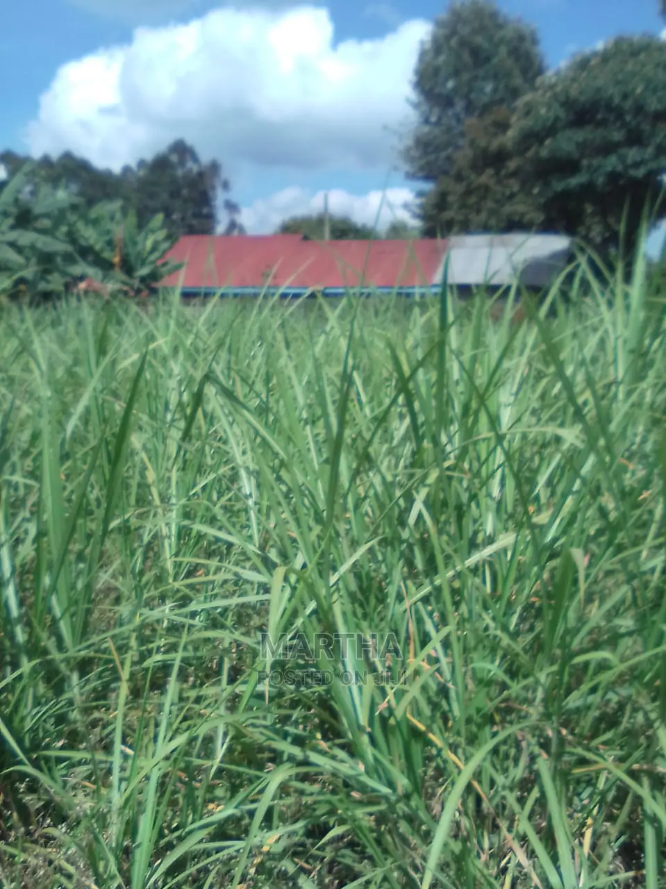 Thara,Napier Grass