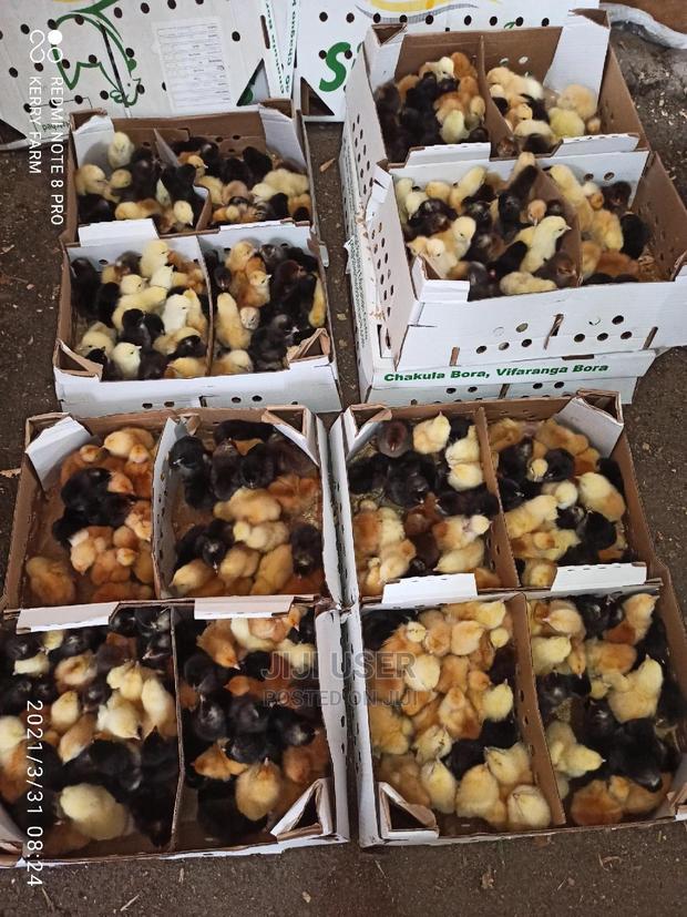 F1 Sasso Kienyeji Chicks - thumbnail 4