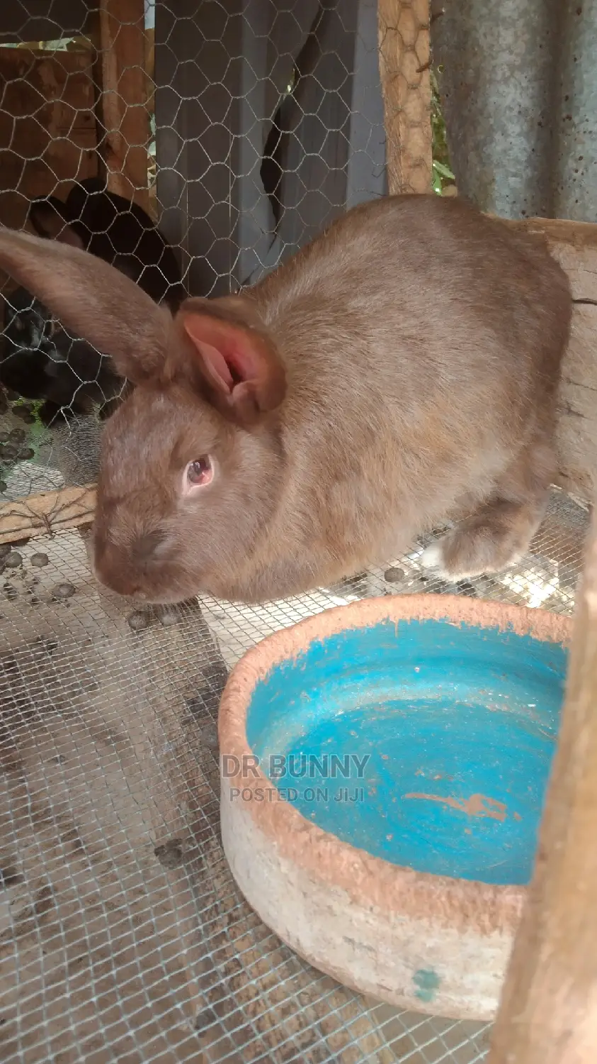 Hybrid Rabbit Pets