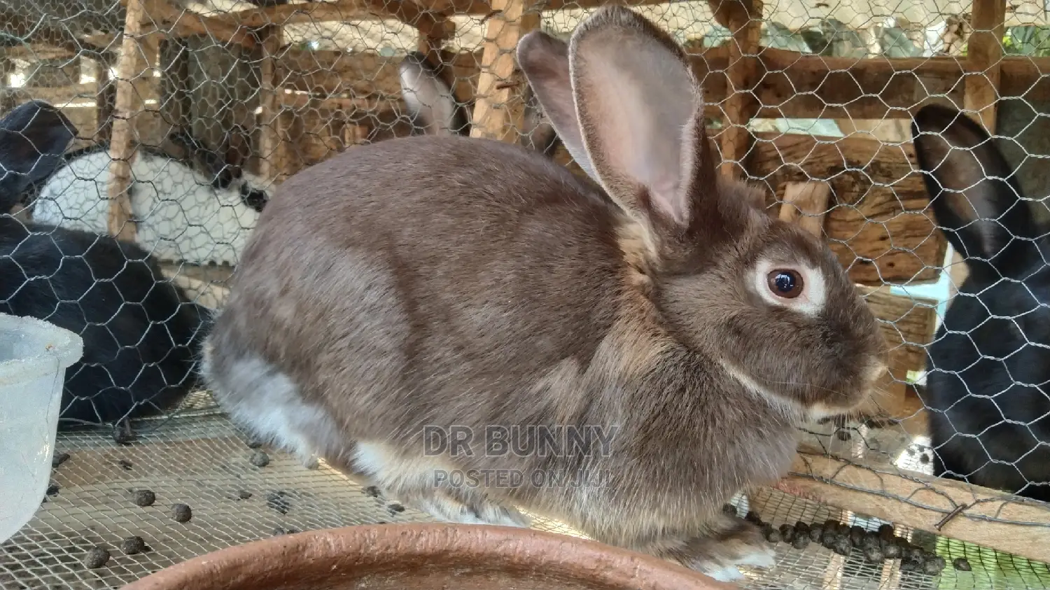 Hybrid Rabbit Pets