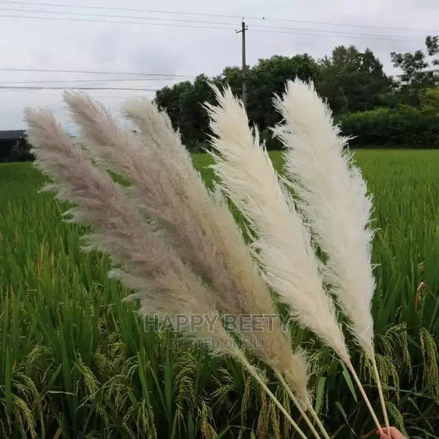 Biggest Size Fluffy Pampers Grass