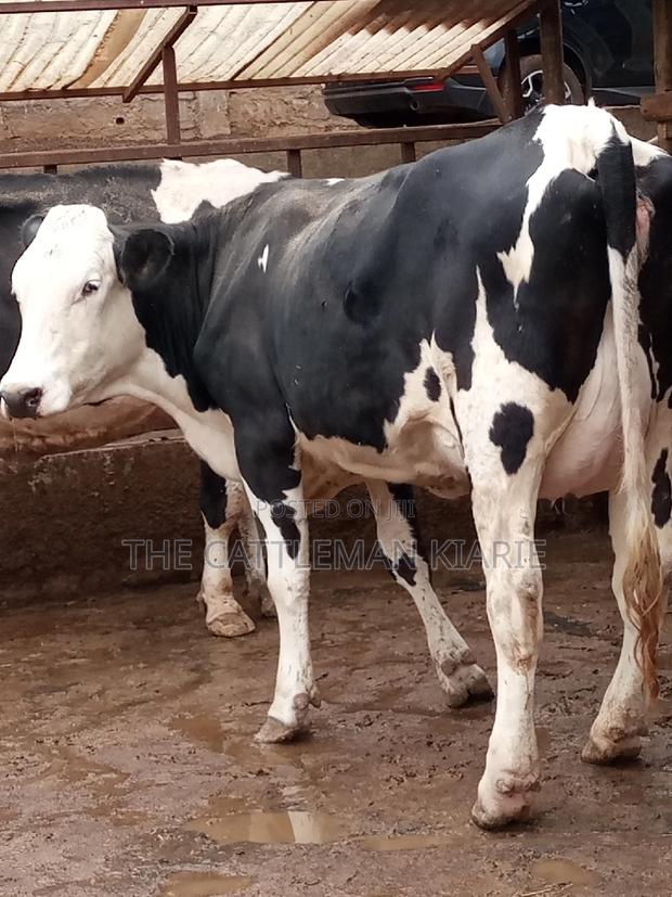 Fleckview for Sale - thumbnail 4