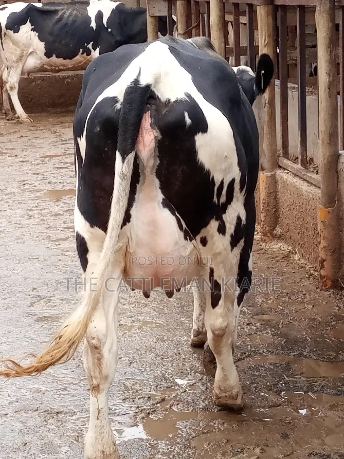 Fleckview for Sale