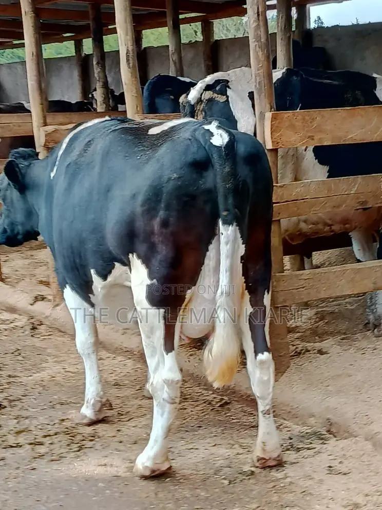 Friesian Dairy Cows for Sale